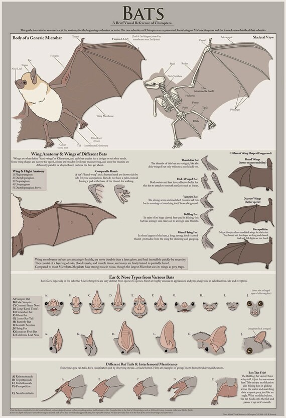 Items similar to Poster "Bats: A Brief Visual Reference" on Etsy