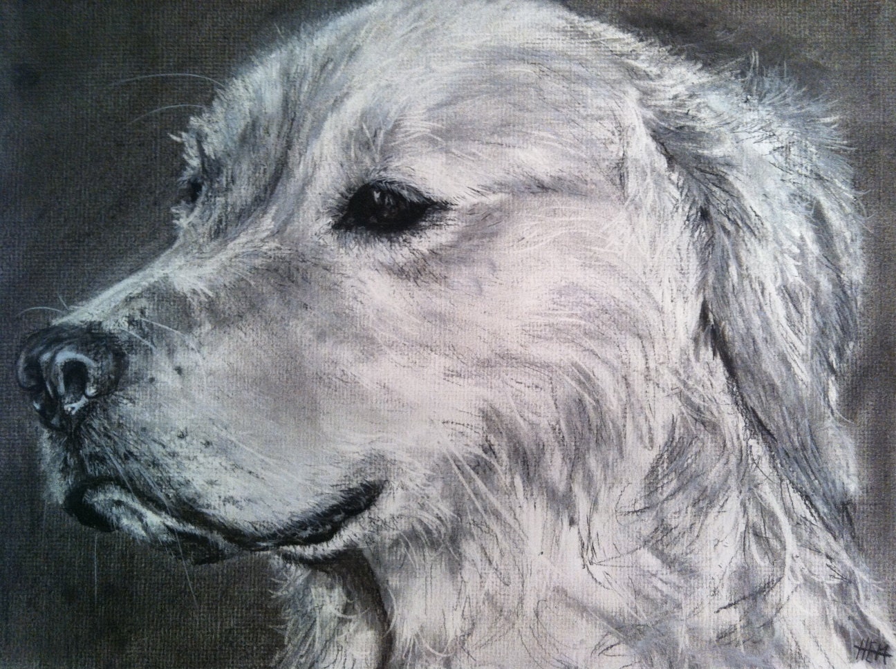 Golden Retriever drawing in Charcoal 11x14 dog by MartinsPrints