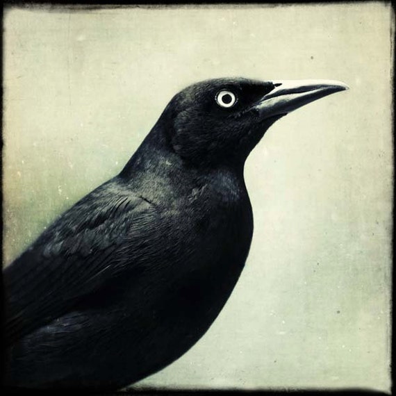 Raven Art Print Gothic Art Crow Wall Art Bird Photo Raven