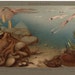 1903 nautilus octopus original rare antique sea life ocean print