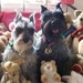 imdognutz