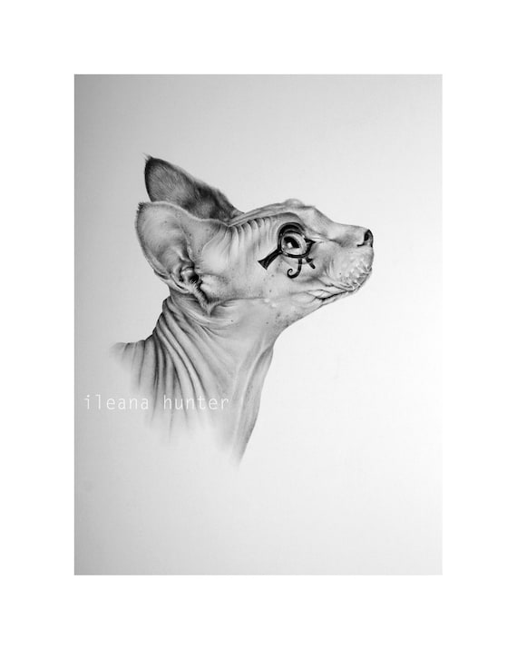 Sphynx Cat Pencil Drawing Print Hand Signed