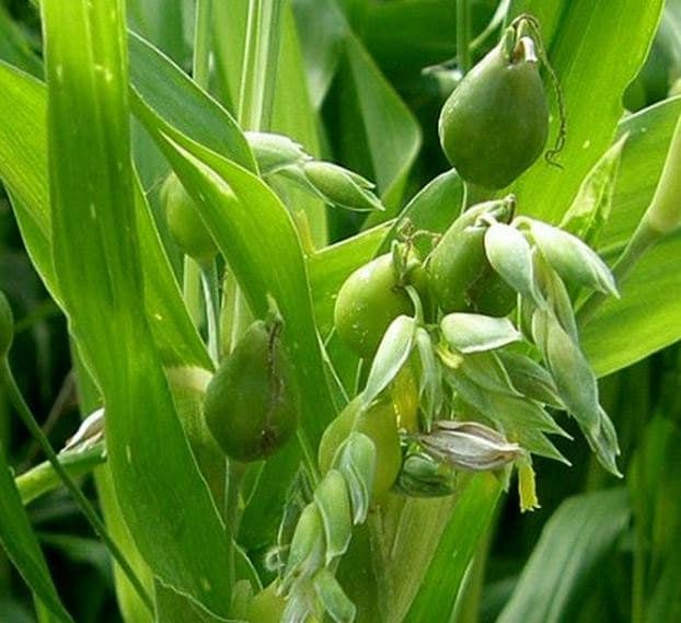 Job�s Tears Organic Job�s Tears Intriguing Plant