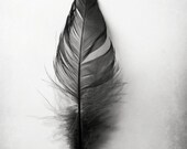 Feather Photography Grey Black and White Simple Texture Minimalist  Home Decor 8x10 Portrait Black Feather...