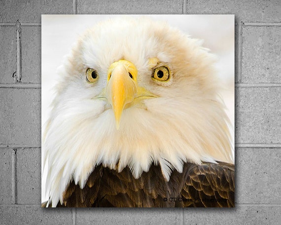 Bald Eagle Metal Wall Art Perfect for an office or man cave