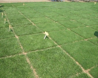 Heirloom 10000 Seeds Grass Seed lawn grass Easy to Grow F63