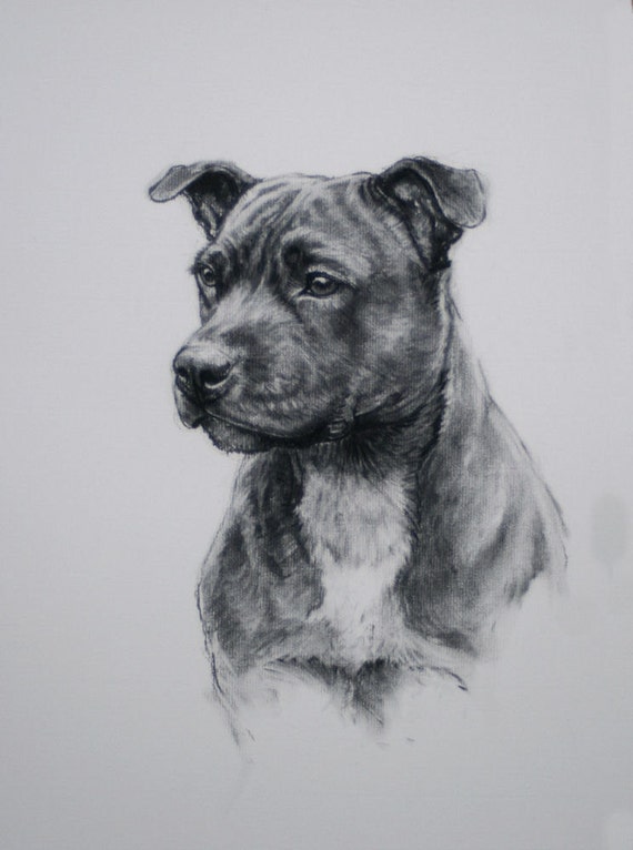 Items similar to Staffordshire Bull Terrier dog fine art Limited