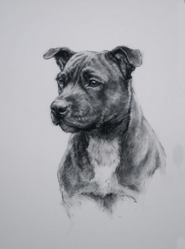  Staffordshire Bull Terrier dog fine art Limited Edition print