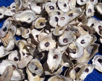 Cup side Oyster shells-- two dozen CUP side beautiful oyster shells from the beaches of Wellfleet and Cape Cod MA