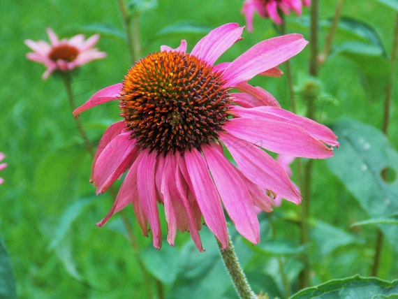 Pink cone flowers - 8 x 10 frame Print Art Photography Daisy