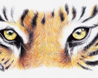 Tiger s Eyes Colour Pencil Drawing Original A4