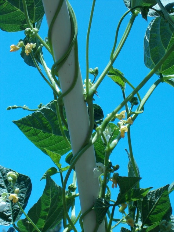 Items similar to Blue Lake Pole Bean, Green Beans, Pole Beans for