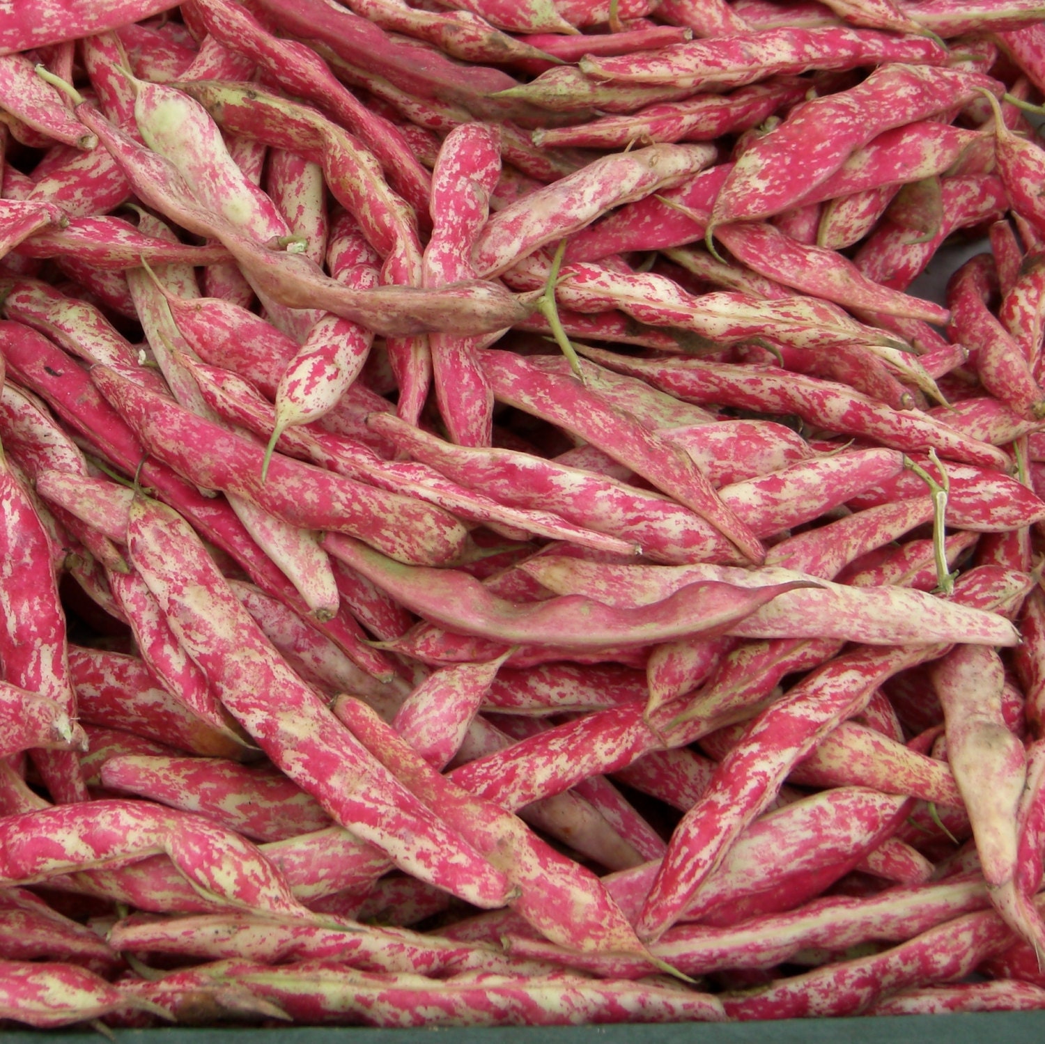 Green Bean Seeds 'French by CaribbeanGarden on Etsy