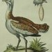 George Edwards Bird Copperplate Engraving Male Bustard Antique Print 1758 - 1764