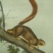 Audubon Quadruped Red Tailed Squirrel 1854 Antique Print Stone Lithograph