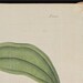 Large 19 C. Antique 1818 Botanical Print H/C Copperplate Curtis Cinnamon Tree