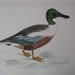 Beverley Morris British Game Birds, Shoveler Duck, 1855