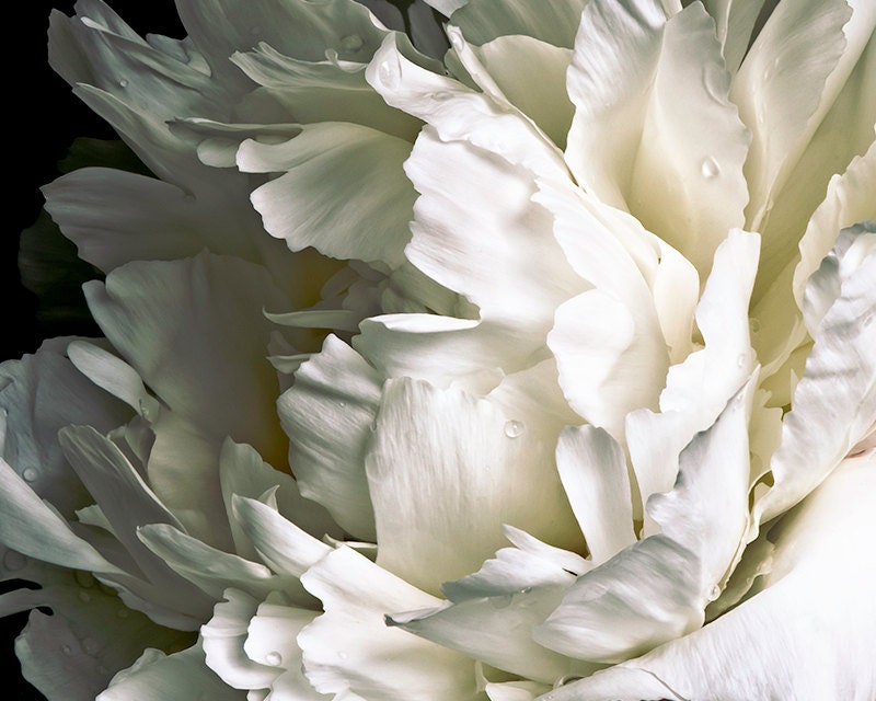 White Peony on Black Background 013 Cropped fine art flower