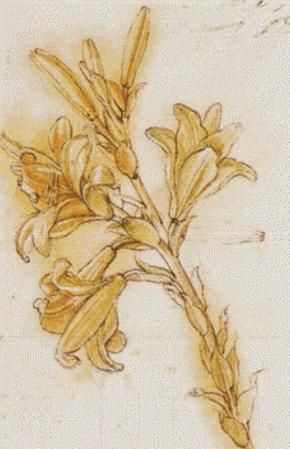 pictures of lily pdf
