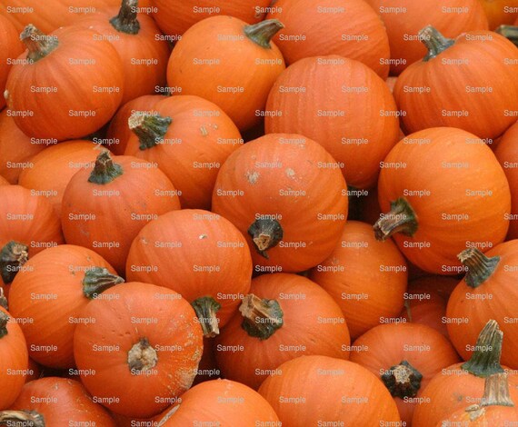 Pumpkins Thanksgiving Halloween Edible Cake and Cupcake