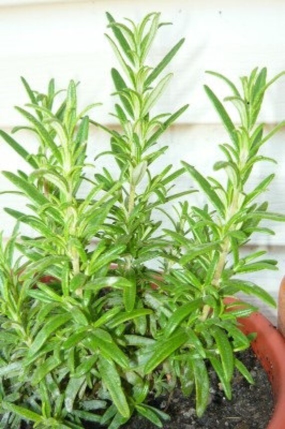 Gorizia Rosemary live herb plant by colonialcreekfarm on Etsy