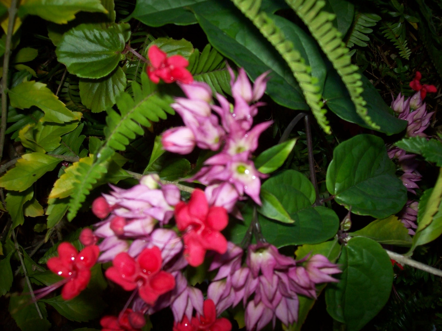 Red Bleeding Heart Vine Clerodendrum Speciosum.starter