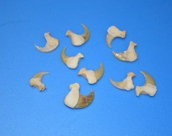 10 Genuine bobcat claws- Great for jewelry, arts & crafts (#554)