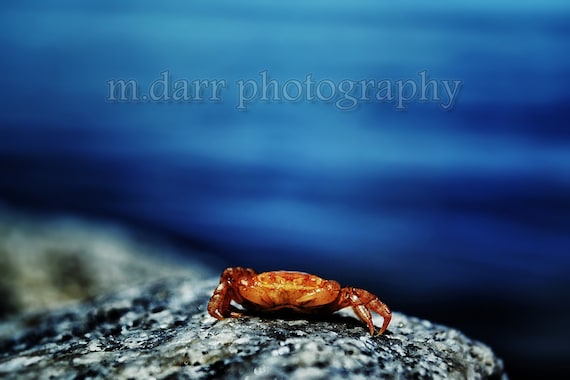 The Little Things, Crab, Ocean Life, Fine Art Print, Macro Photography