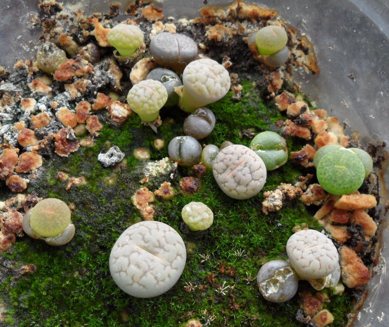 10 Lithops Flowering Stones Seeds Living Stones by