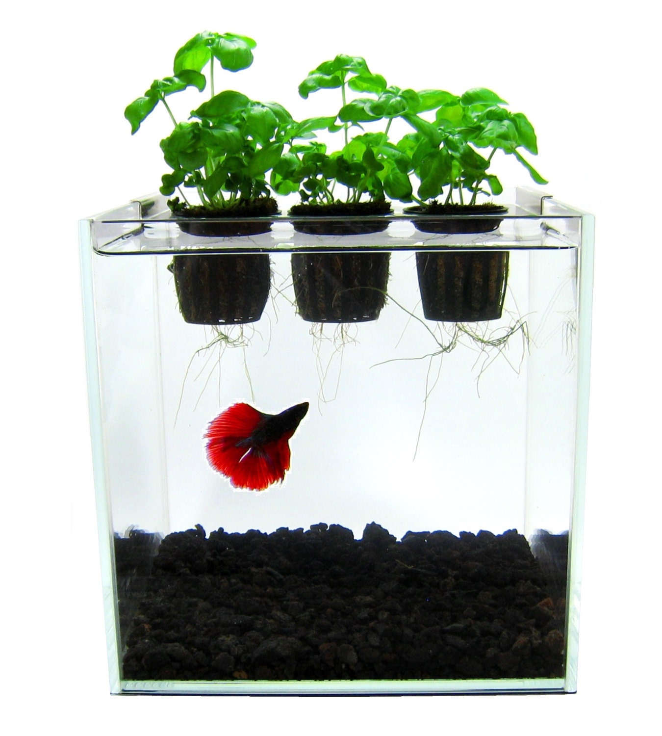 Self Contained Aquaponics Kit Betta Fish Aquarium by Hydrofloria