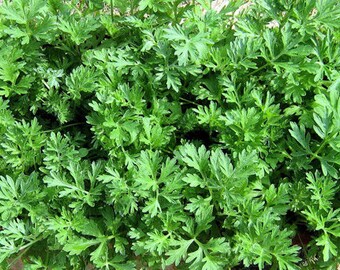Caraway seeds organic herb seeds 0.50gr 100 - 150seeds