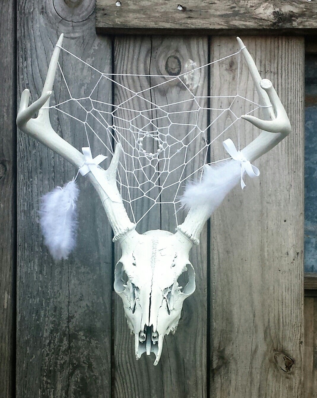 Deer Antlers and Skull with Dream Catcher