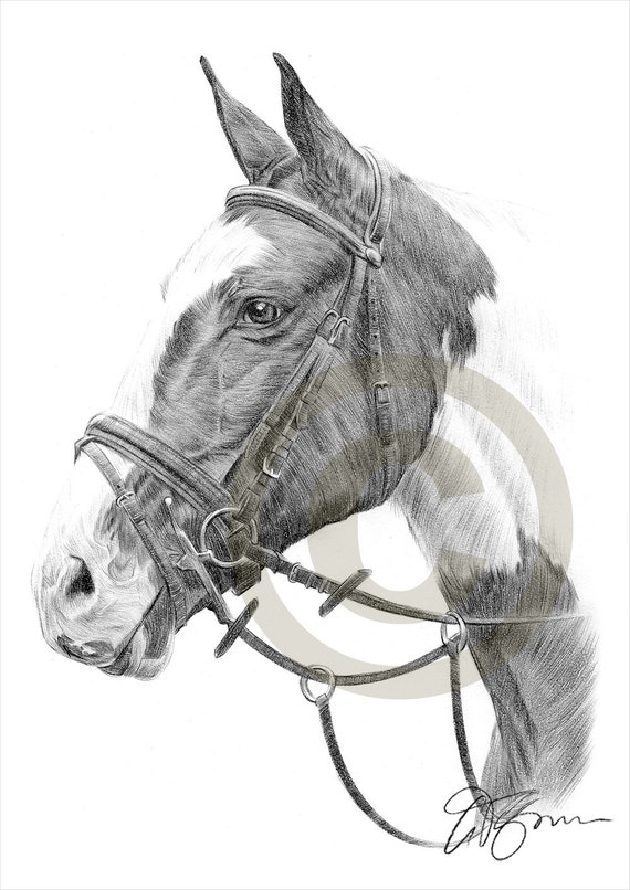 Horse pencil drawing print A4 size artwork signed by