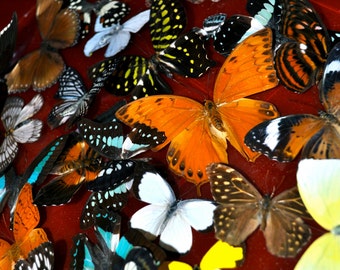 Spread Mixed Real Butterflies: 5 Ready to Mount, DIY Framed Insects Common Species