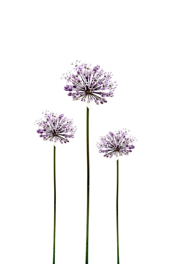 Botanical Flower Photography Allium Purple Minimalist Garden