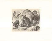 1896 Antique Matted Engraving of the Yellow-footed Rock-wallaby or Ring-tailed Wallaby