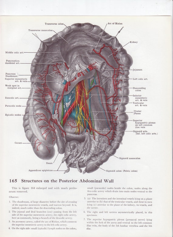 Vintage Medical Diagram Abdominal Wall Colored Drawing