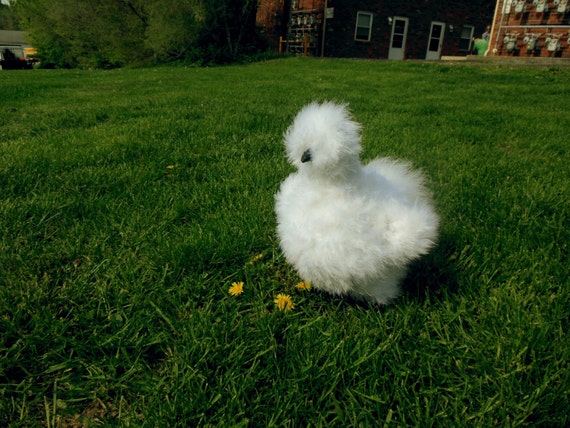 stuffed silkie chicken