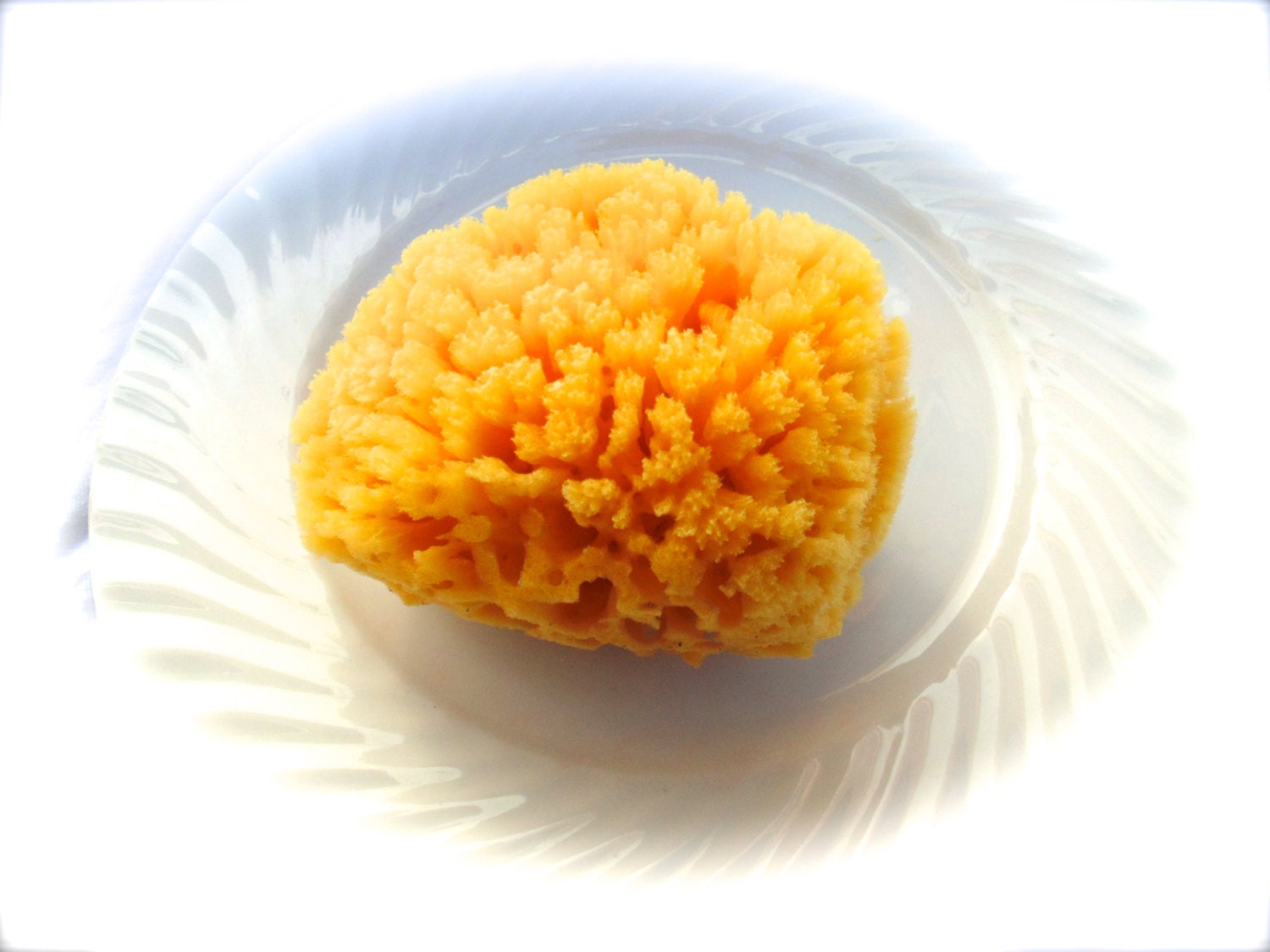 Stocking Stuffer, Natural Dead Sea Sponge, Luxury Bath Sponge by