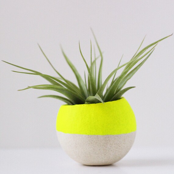 Neon Yellow Air Plant Pot w/ Air Plant