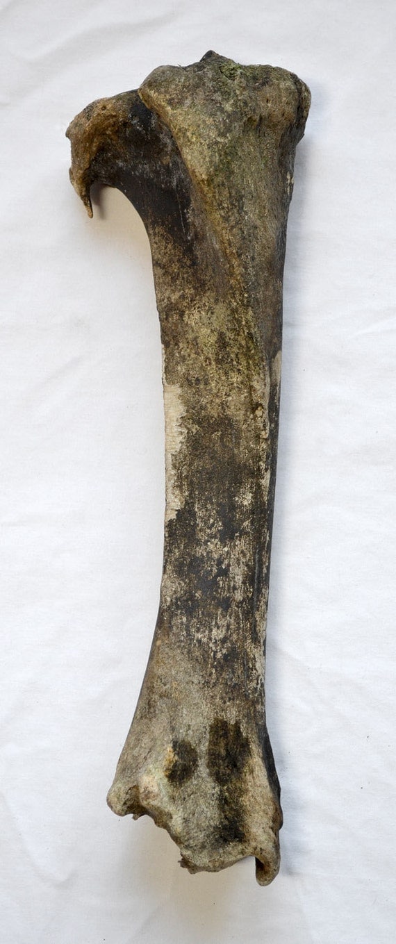 FOSSIL BISON BONE Buffalo Animal Taxidermy by TheCoyoteWoman