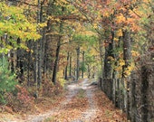 Country Road in Fall Photograph. Autumn Nature Wall Decor.