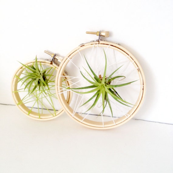 set 2 Caught in a web air plant on embroidery hoop