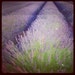 Poppy Poppy