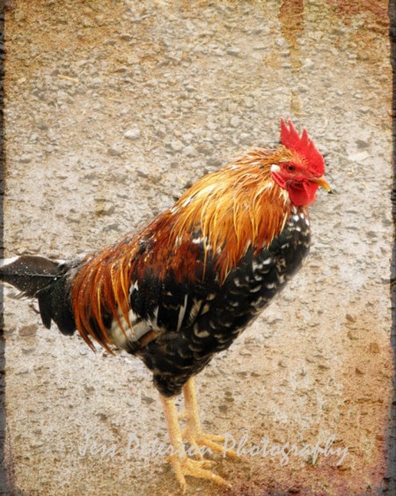 Rooster Photos Kitchen wall art. farm animal photography Red