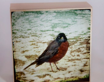 Red Beige Robin Photograph on Wood--Wrong Side of the Bed--4x4Fine Art