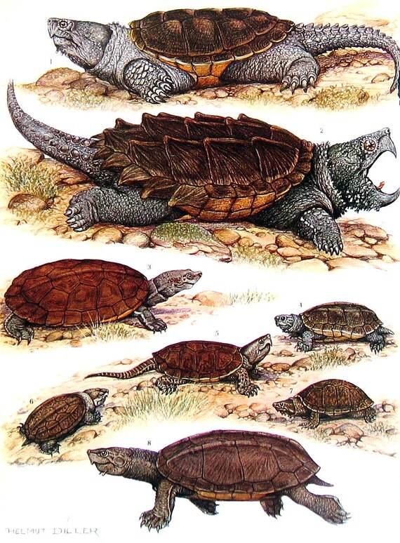 Turtle Print Snapping Turtle Scorpion Mud By Mysunshinevintage