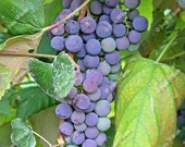 Succulent Red Wine Grapes Fingerlakes, NY Floral Fine Art Photography Photo Print Succulent Red Wine Grapes Fingerlakes, NY Floral Fine Art Photography Photo Print