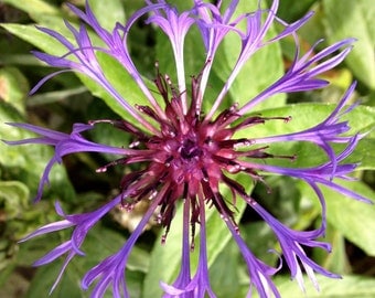 Mountain Cornflower Seeds (Centaurea montana)