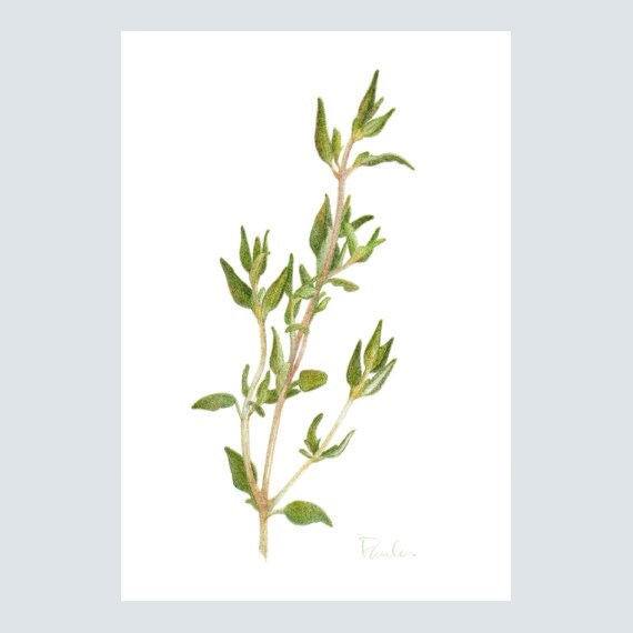 Fresh Thyme PRINT / Herb Drawing / Colored by PaulaPertileArt